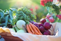 In-season fruits and veggies are a key part of senior nutrition.